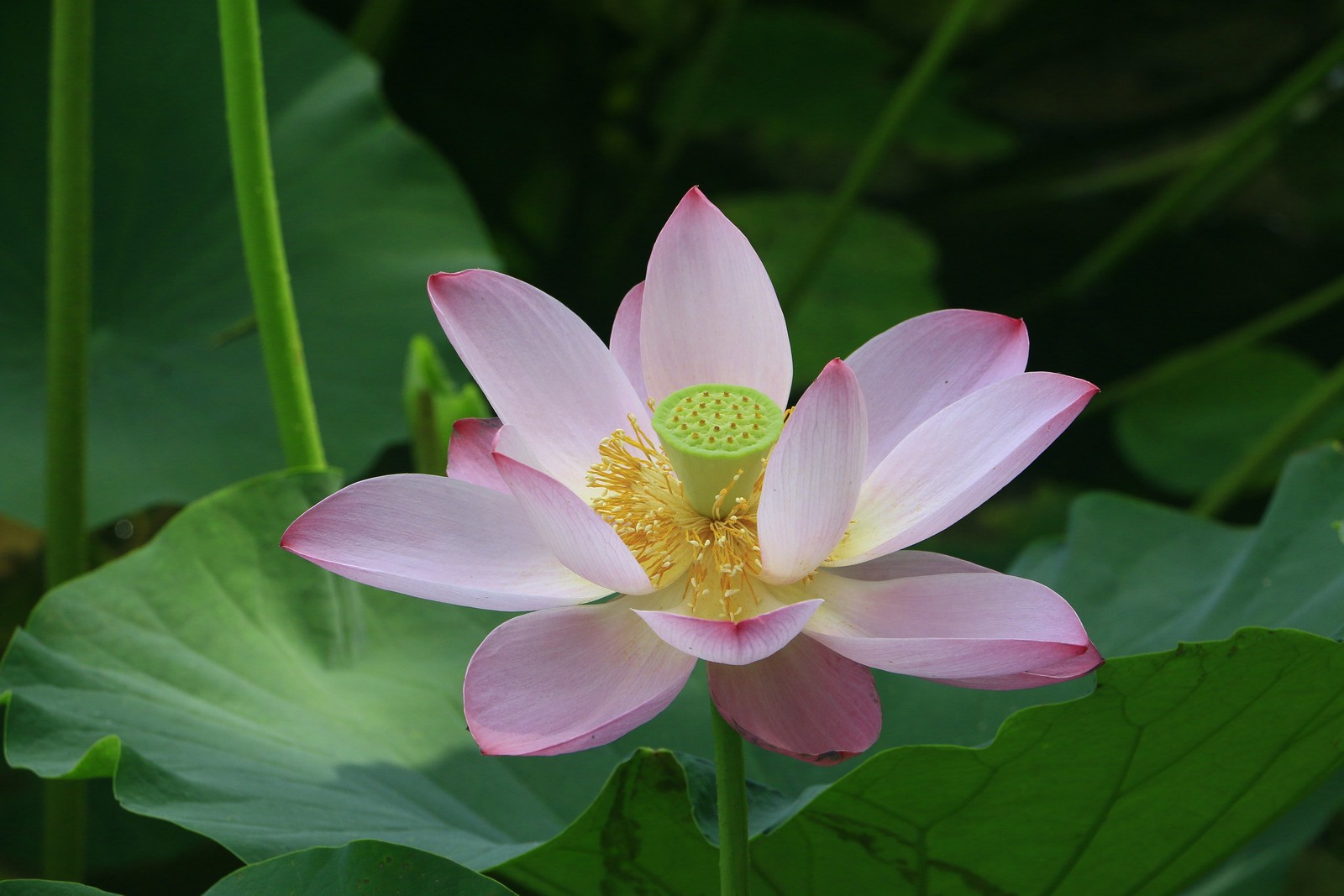 Image06.jpg