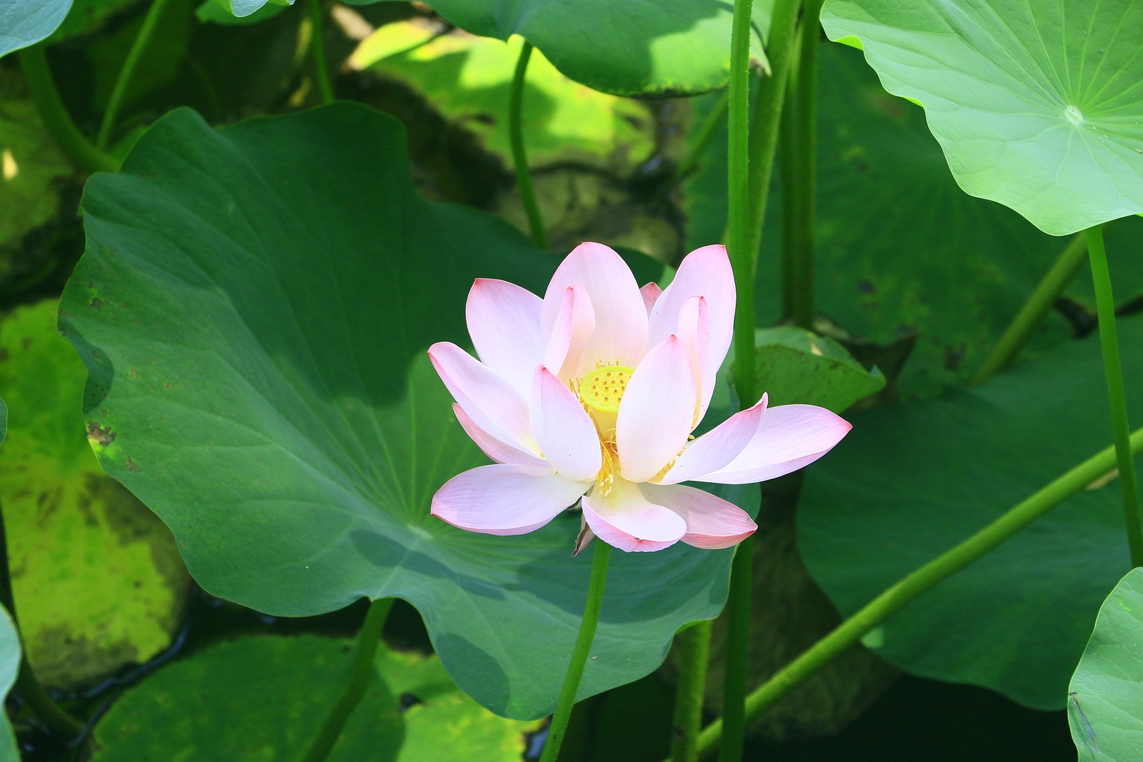 Image04.jpg
