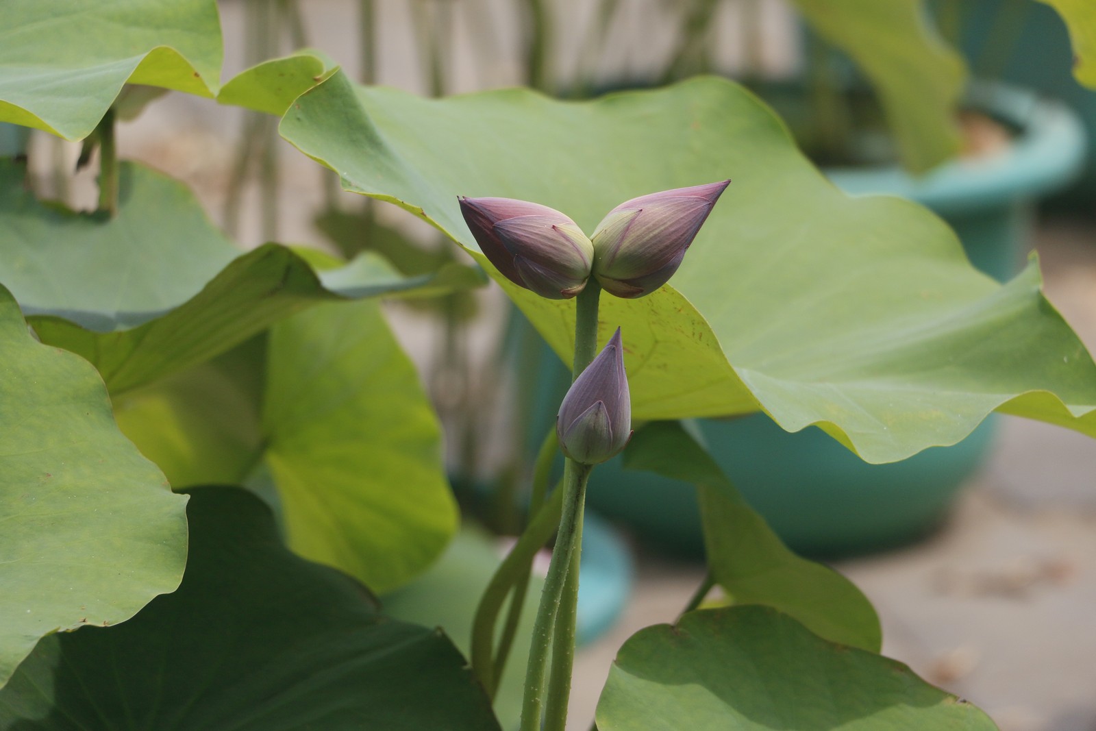 Image27.jpg