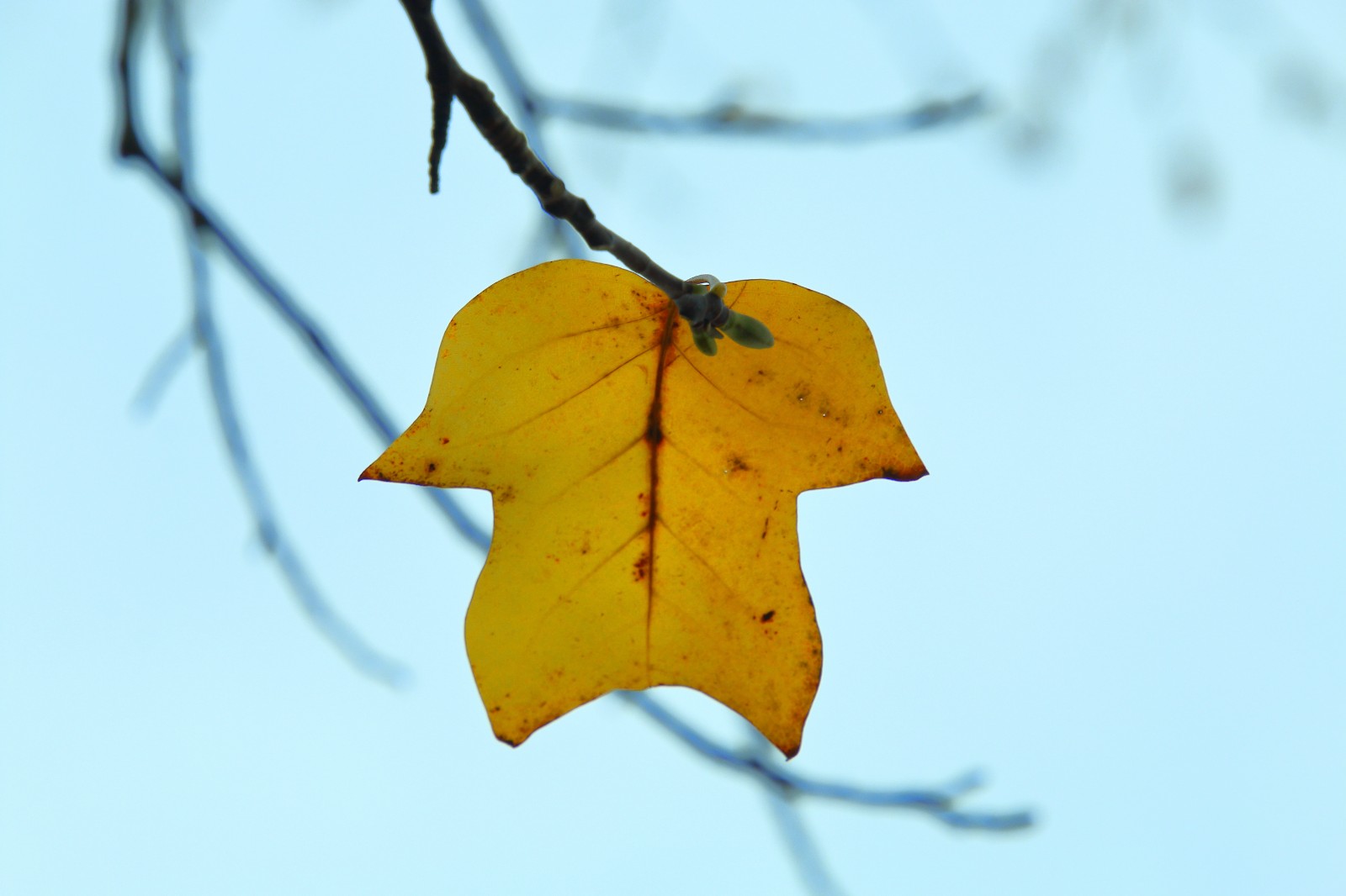 IMG_7661.JPG